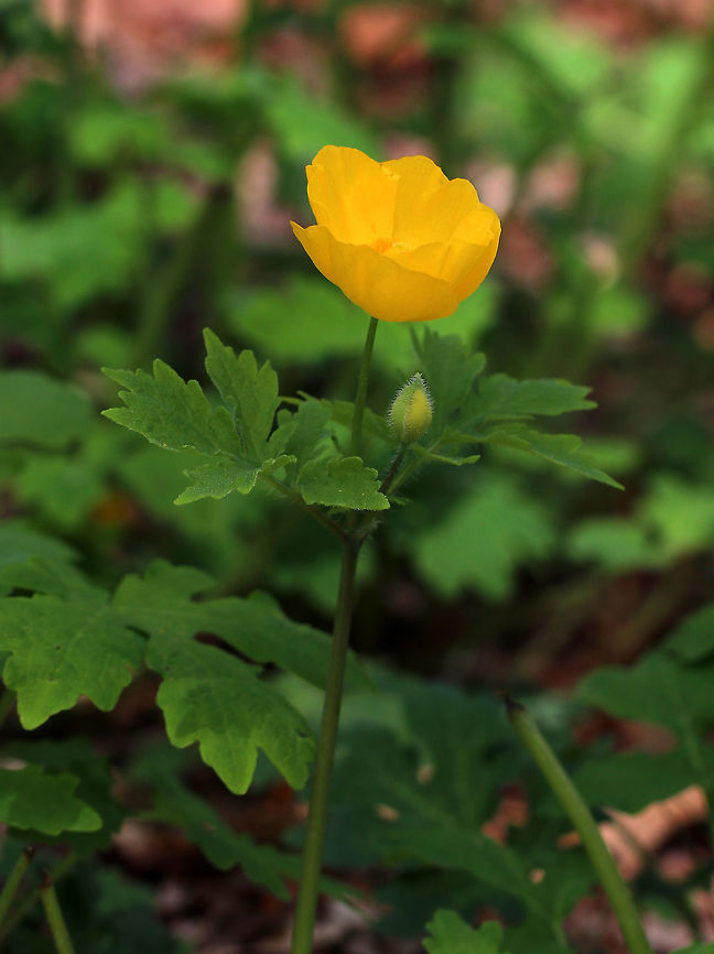 Wood Poppy - Stylophorum diphyllum <br />
Native to areas of the eastern United States, it is much less aggressive than the introduced European species.<br />
<br />
Habitat: Forest at Garden in the Woods<br />
 Geotagged,Spring,Stylophorum diphyllum,United States,Woodland poppy