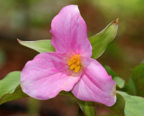 Great White Trillium - Trillium grandiflorum White petals with a deep pink blush that sometimes comes with age. The flower arises above a whorl of three, leaf-like bracts. Great White Trillium is a spring ephemeral, whose life cycle is synchronized with the forest in which it lives.

Habitat: Forest at Garden in the Woods
https://www.jungledragon.com/image/78653/great_white_trillium_-_trillium_grandiflorum.html Geotagged,Great white trillium,Spring,Trillium grandiflorum,United States,pink trillium,trillium