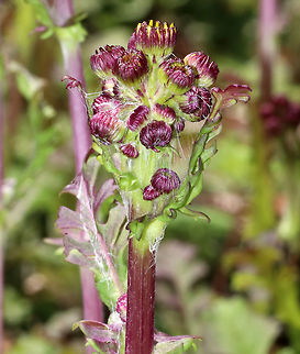 Running Groundsel - Packera obovata Not quite in bloom yet! 

Native to the eastern United States. Like many species of ragwort, the plant is toxic to many herbivorous mammals.

Habitat: Forest edge 
https://www.jungledragon.com/image/78651/running_groundsel_-_packera_obovata.html Geotagged,Packera obovata,Roundleaf ragwort,Spring,United States,roundleaf ragwort,running groundsel,spoon-leaved ragwort