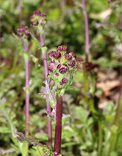 Running Groundsel - Packera obovata Not quite in bloom yet!
Native to the eastern United States. Like many species of ragwort, the plant is toxic to many herbivorous mammals.
Habitat: Forest edge
https://www.jungledragon.com/image/78650/running_groundsel_-_packera_obovata.html Geotagged,Packera obovata,Roundleaf ragwort,Spring,United States