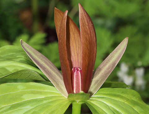 Bloody Butcher - Trillium recurvatum Bloody butcher is native to parts of the central and eastern United States. The flowers on this species have three maroon petals that are under 3 cm long. The petals are recurved, with tips converging over the stamens.

Habitat: Eastern US Bloody Butcher,Geotagged,Spring,Trillium,Trillium recurvatum,United States
