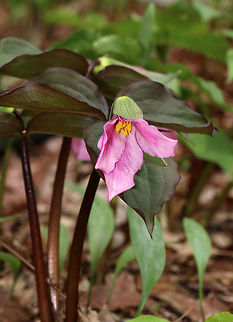 Great White Trillium - Trillium grandiflorum I'm not completely certain that this is Trillium grandiflorum because these flowers were already pink even though they were barely in bloom. But, I don't know what else they could be...

White petals with a deep pink blush that sometimes comes with age. The flower arises above a whorl of three, leaf-like bracts. Great White Trillium is a spring ephemeral, whose life cycle is synchronized with the forest in which it lives.

Habitat: Forest at Garden in the Woods
https://www.jungledragon.com/image/78622/great_white_trillium_-_trillium_grandiflorum.html Geotagged,Great white trillium,Spring,Trillium grandiflorum,United States,pink trillium,trillium