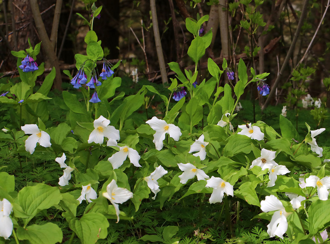 Great White Trillium - Trillium grandiflorum So much gorgeous trillium, with some Mertensia virginica in the background<br />
<br />
Habitat: Forest at Garden in the Woods Geotagged,Great white trillium,Spring,Trillium,Trillium grandiflorum,United States