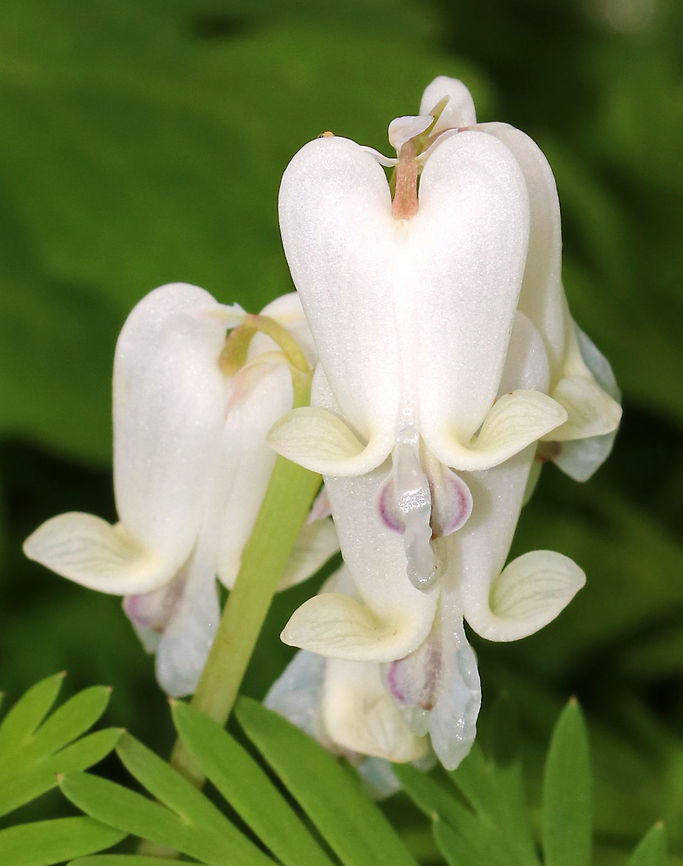 Squirrel Corn - Dicentra canadensis Squirrel corn is a spring ephemeral that gets its common name from its small, yellow, clustered bulblets (looking roughly like kernels of corn).<br />
<br />
Habitat: forested habitat at Garden in the Wood<br />
<figure class="photo"><a href="https://www.jungledragon.com/image/78571/squirrel_corn_-_dicentra_canadensis.html" title="Squirrel Corn - Dicentra canadensis"><img src="https://s3.amazonaws.com/media.jungledragon.com/images/3232/78571_thumb.jpg?AWSAccessKeyId=05GMT0V3GWVNE7GGM1R2&Expires=1759968010&Signature=G%2Fp6HQuz39BfpWO7bhhrmKeSj1k%3D" width="200" height="168" alt="Squirrel Corn - Dicentra canadensis Squirrel corn is a spring ephemeral that gets its common name from its small, yellow, clustered bulblets (looking roughly like kernels of corn).<br />
<br />
Habitat: forested habitat at Garden in the Woods<br />
https://www.jungledragon.com/image/78655/squirrel_corn_-_dicentra_canadensis.html Dicentra,Dicentra canadensis,Geotagged,Spring,United States,squirrel corn" /></a></figure> Dicentra canadensis,Geotagged,Spring,Squirrel Corn,United States