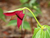 Furrowed Wakerobin - Trillium sulcatum These flowers were so hard to capture because they were all bending downwards! They had beautiful dark red flowers  with recurved petals. They are native to the southeastern US.<br />
<br />
Habitat: Forest at Garden in the Woods<br />
https://www.jungledragon.com/image/78657/furrowed_wakerobin_-_trillium_sulcatum.html Barksdale trillium,Geotagged,Spring,Trillium sulcatum,United States,furrowed wakerobin,southern red trillium,trillium