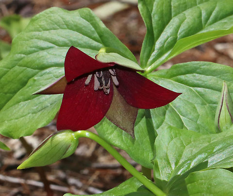 Furrowed Wakerobin - Trillium sulcatum These flowers were so hard to capture because they were all bending downwards! They had beautiful dark red flowers with recurved petals. They are native to the southeastern US.

Habitat: Forest at Garden in the Woods
https://www.jungledragon.com/image/78656/furrowed_wakerobin_-_trillium_sulcatum.html Geotagged,Spring,Trillium sulcatum,United States