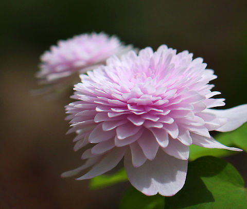 Rue Anemone (Shoaf's Double Pink) - Thalictrum thalictroides Habitat: Growing in moist forest at Garden in the Woods
https://www.jungledragon.com/image/78659/rue_anemone_shoafs_double_pink_-_thalictrum_thalictroides.html
https://www.jungledragon.com/image/78660/rue_anemone_shoafs_double_pink_-_thalictrum_thalictroides.html
https://www.jungledragon.com/image/78555/rue_anemone_shoafs_double_pink_-_thalictrum_thalictroides.html Geotagged,Rue Anemone,Spring,Thalictrum thalictroides,United States