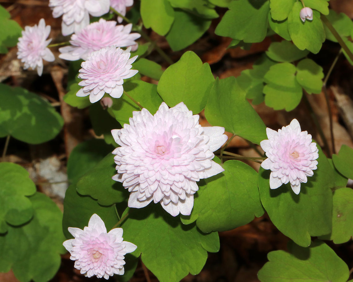 Rue Anemone (Shoaf's Double Pink) - Thalictrum thalictroides These tiny flowers were beautiful!<br />
<br />
Habitat: Growing in moist forest at Garden in the Woods<br />
<figure class="photo"><a href="https://www.jungledragon.com/image/78660/rue_anemone_shoafs_double_pink_-_thalictrum_thalictroides.html" title="Rue Anemone (Shoaf&#039;s Double Pink) - Thalictrum thalictroides"><img src="https://s3.amazonaws.com/media.jungledragon.com/images/3232/78660_thumb.jpg?AWSAccessKeyId=05GMT0V3GWVNE7GGM1R2&Expires=1759968010&Signature=Q0B%2BzwPs3DMIQuPSS7CoF1b1Iv8%3D" width="200" height="198" alt="Rue Anemone (Shoaf&#039;s Double Pink) - Thalictrum thalictroides These tiny flowers were beautiful!<br />
<br />
Habitat: Growing in moist forest at Garden in the Woods<br />
https://www.jungledragon.com/image/78555/rue_anemone_shoafs_double_pink_-_thalictrum_thalictroides.html<br />
https://www.jungledragon.com/image/78659/rue_anemone_shoafs_double_pink_-_thalictrum_thalictroides.html<br />
https://www.jungledragon.com/image/78658/rue_anemone_shoafs_double_pink_-_thalictrum_thalictroides.html Geotagged,Rue Anemone,Spring,Thalictrum thalictroides,United States" /></a></figure><br />
<figure class="photo"><a href="https://www.jungledragon.com/image/78555/rue_anemone_shoafs_double_pink_-_thalictrum_thalictroides.html" title="Rue Anemone (Shoaf&#039;s Double Pink) - Thalictrum thalictroides"><img src="https://s3.amazonaws.com/media.jungledragon.com/images/3232/78555_thumb.jpg?AWSAccessKeyId=05GMT0V3GWVNE7GGM1R2&Expires=1759968010&Signature=d0taxf1nD1f8GDSj9%2FOOr1xk%2BLA%3D" width="200" height="162" alt="Rue Anemone (Shoaf&#039;s Double Pink) - Thalictrum thalictroides Habitat: Growing in moist forest at Garden in the Woods<br />
https://www.jungledragon.com/image/78660/rue_anemone_shoafs_double_pink_-_thalictrum_thalictroides.html<br />
https://www.jungledragon.com/image/78659/rue_anemone_shoafs_double_pink_-_thalictrum_thalictroides.html<br />
https://www.jungledragon.com/image/78658/rue_anemone_shoafs_double_pink_-_thalictrum_thalictroides.html Anemone thalictroides f. rosea,Geotagged,Rue Anemone,Shoaf&#039;s Double Pink,Spring,Thalictrum,Thalictrum thalictroides,United States,anemone" /></a></figure><br />
<figure class="photo"><a href="https://www.jungledragon.com/image/78658/rue_anemone_shoafs_double_pink_-_thalictrum_thalictroides.html" title="Rue Anemone (Shoaf&#039;s Double Pink) - Thalictrum thalictroides"><img src="https://s3.amazonaws.com/media.jungledragon.com/images/3232/78658_thumb.jpg?AWSAccessKeyId=05GMT0V3GWVNE7GGM1R2&Expires=1759968010&Signature=oZnesl7Lk64yKb3qRF0zzAGJHMU%3D" width="200" height="170" alt="Rue Anemone (Shoaf&#039;s Double Pink) - Thalictrum thalictroides Habitat: Growing in moist forest at Garden in the Woods<br />
https://www.jungledragon.com/image/78659/rue_anemone_shoafs_double_pink_-_thalictrum_thalictroides.html<br />
https://www.jungledragon.com/image/78660/rue_anemone_shoafs_double_pink_-_thalictrum_thalictroides.html<br />
https://www.jungledragon.com/image/78555/rue_anemone_shoafs_double_pink_-_thalictrum_thalictroides.html Geotagged,Rue Anemone,Spring,Thalictrum thalictroides,United States" /></a></figure> Geotagged,Rue Anemone,Spring,Thalictrum thalictroides,United States