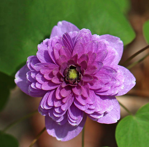 Rue Anemone (Shoaf's Double Pink) - Thalictrum thalictroides These tiny flowers were beautiful!

Habitat: Growing in moist forest at Garden in the Woods
https://www.jungledragon.com/image/78555/rue_anemone_shoafs_double_pink_-_thalictrum_thalictroides.html
https://www.jungledragon.com/image/78659/rue_anemone_shoafs_double_pink_-_thalictrum_thalictroides.html
https://www.jungledragon.com/image/78658/rue_anemone_shoafs_double_pink_-_thalictrum_thalictroides.html Geotagged,Rue Anemone,Spring,Thalictrum thalictroides,United States