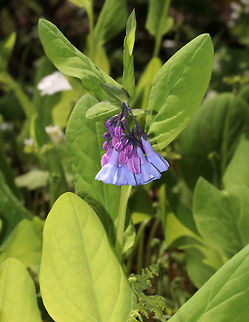 Virginia Bluebell - Mertensia virginica I love these flowers! The buds are pink and the flowers are blue, white, or pink. They are native to eastern North America.

Habitat: Forest
https://www.jungledragon.com/image/78662/virginia_bluebell_-_mertensia_virginica.html Geotagged,Mertensia,Mertensia virginica,Roanoke bells,Spring,United States,Virginia Bluebell,Virginia cowslip,bluebell,lungwort oysterleaf
