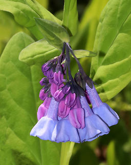 Virginia Bluebell - Mertensia virginica I love these flowers! The buds are pink and the flowers are blue, white, or pink. They are native to eastern North America.

Habitat: Forest
https://www.jungledragon.com/image/78661/virginia_bluebell_-_mertensia_virginica.html Geotagged,Mertensia virginica,Spring,United States,Virginia Bluebell