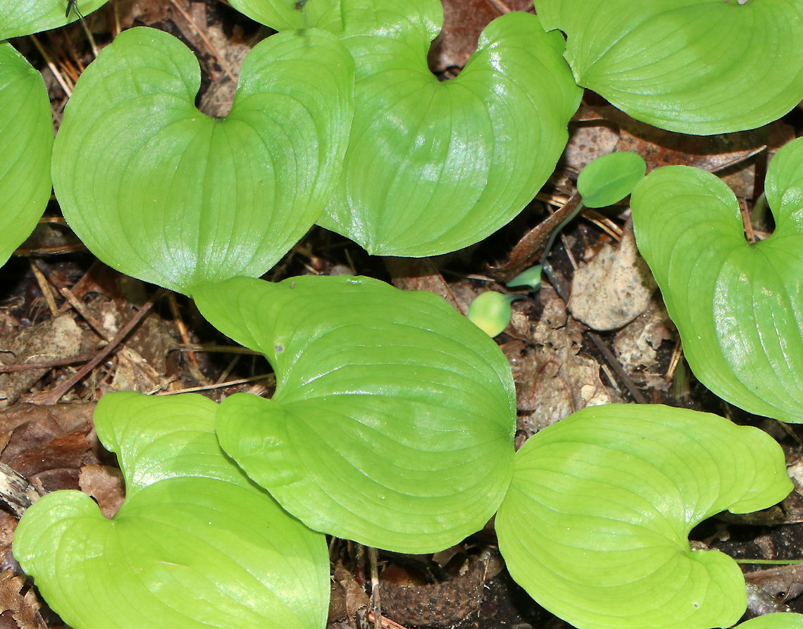Snakeberry - Maianthemum dilatatum Although not highly favored, the red berries of this plant were eaten by the indigenous people of the Pacific Northwest. Traditionally, the leaves were used medicinally on cuts and for sore eyes, while juice from the roots was used to treat sterility.<br />
<br />
Habitat: Growing in a moist, shady forest at Garden in the Woods<br />
<figure class="photo"><a href="https://www.jungledragon.com/image/78688/snakeberry_-_maianthemum_dilatatum.html" title="Snakeberry - Maianthemum dilatatum"><img src="https://s3.amazonaws.com/media.jungledragon.com/images/3232/78688_thumb.jpg?AWSAccessKeyId=05GMT0V3GWVNE7GGM1R2&Expires=1759968010&Signature=TqDodJ6OJLKrtksBNGaWj8xx%2B9o%3D" width="200" height="174" alt="Snakeberry - Maianthemum dilatatum Although not highly favored, the red berries of this plant were eaten by the indigenous people of the Pacific Northwest. Traditionally, the leaves were used medicinally on cuts and for sore eyes, while juice from the roots was used to treat sterility.<br />
<br />
Habitat: Growing in a moist, shady forest at Garden in the Woods<br />
https://www.jungledragon.com/image/78687/snakeberry_-_maianthemum_dilatatum.html Geotagged,Maianthemum dilatatum,Spring,United States" /></a></figure> Geotagged,Maianthemum dilatatum,Spring,United States,false lily of the valley,snakeberry,two-leaved Solomon's seal