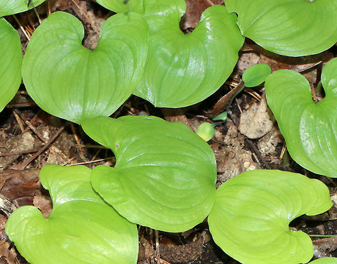 Snakeberry - Maianthemum dilatatum Although not highly favored, the red berries of this plant were eaten by the indigenous people of the Pacific Northwest. Traditionally, the leaves were used medicinally on cuts and for sore eyes, while juice from the roots was used to treat sterility.

Habitat: Growing in a moist, shady forest at Garden in the Woods
https://www.jungledragon.com/image/78688/snakeberry_-_maianthemum_dilatatum.html Geotagged,Maianthemum dilatatum,Spring,United States,false lily of the valley,snakeberry,two-leaved Solomon's seal