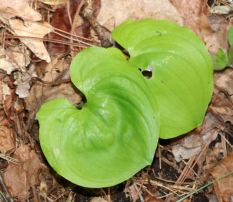 Snakeberry - Maianthemum dilatatum Although not highly favored, the red berries of this plant were eaten by the indigenous people of the Pacific Northwest. Traditionally, the leaves were used medicinally on cuts and for sore eyes, while juice from the roots was used to treat sterility.

Habitat: Growing in a moist, shady forest at Garden in the Woods
https://www.jungledragon.com/image/78687/snakeberry_-_maianthemum_dilatatum.html Geotagged,Maianthemum dilatatum,Spring,United States