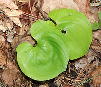 Snakeberry - Maianthemum dilatatum Although not highly favored, the red berries of this plant were eaten by the indigenous people of the Pacific Northwest. Traditionally, the leaves were used medicinally on cuts and for sore eyes, while juice from the roots was used to treat sterility.<br />
<br />
Habitat: Growing in a moist, shady forest at Garden in the Woods<br />
https://www.jungledragon.com/image/78687/snakeberry_-_maianthemum_dilatatum.html Geotagged,Maianthemum dilatatum,Spring,United States
