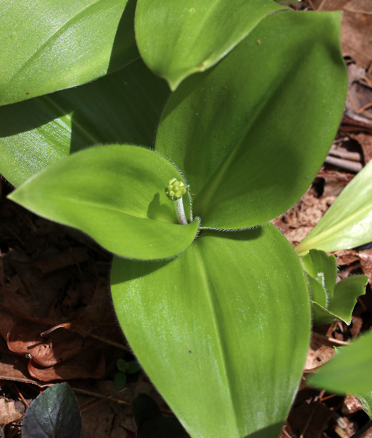 Canada Mayflower - Maianthemum canadense Canada Mayflower is a common, low-growing wildflower that produces white flowers in late spring. It has 1-3 shiny green leaves.<br />
<br />
Habitat: Forest at Garden in the Woods  Geotagged,Maianthemum canadense,Spring,United States