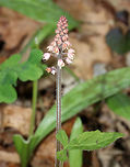 Heartleaf Foamflower - Tiarella cordifolia <br />
Habitat: Forest at Garden in the Woods<br />
https://www.jungledragon.com/image/78693/unknown.html<br />
https://www.jungledragon.com/image/78692/unknown.html Geotagged,Heartleaf foamflower,Spring,Tiarella cordifolia,United States