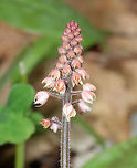 Heartleaf Foamflower - Tiarella cordifolia Habitat: Forest at Garden in the Woods<br />
https://www.jungledragon.com/image/78691/unknown.html<br />
https://www.jungledragon.com/image/78693/unknown.html Geotagged,Heartleaf foamflower,Spring,Tiarella cordifolia,United States