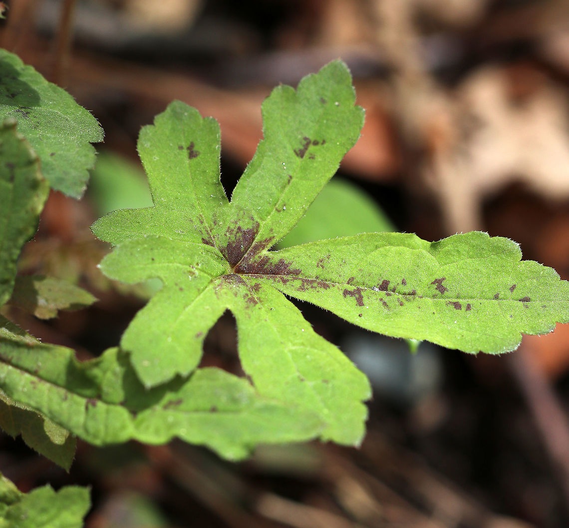 Heartleaf Foamflower - Tiarella cordifolia <br />
Habitat: Forest at Garden in the Woods<br />
<figure class="photo"><a href="https://www.jungledragon.com/image/78691/heartleaf_foamflower_-_tiarella_cordifolia.html" title="Heartleaf Foamflower - Tiarella cordifolia"><img src="https://s3.amazonaws.com/media.jungledragon.com/images/3232/78691_thumb.jpg?AWSAccessKeyId=05GMT0V3GWVNE7GGM1R2&Expires=1763596810&Signature=c5m65Rs57yJ%2BgFa3bCnvGWPH7Og%3D" width="120" height="152" alt="Heartleaf Foamflower - Tiarella cordifolia <br />
Habitat: Forest at Garden in the Woods<br />
https://www.jungledragon.com/image/78693/unknown.html<br />
https://www.jungledragon.com/image/78692/unknown.html Geotagged,Heartleaf foamflower,Spring,Tiarella cordifolia,United States" /></a></figure><br />
<figure class="photo"><a href="https://www.jungledragon.com/image/78692/heartleaf_foamflower_-_tiarella_cordifolia.html" title="Heartleaf Foamflower - Tiarella cordifolia"><img src="https://s3.amazonaws.com/media.jungledragon.com/images/3232/78692_thumb.jpg?AWSAccessKeyId=05GMT0V3GWVNE7GGM1R2&Expires=1763596810&Signature=wmZ8KuBmxP1fKc5dz1xjAe23G3c%3D" width="124" height="152" alt="Heartleaf Foamflower - Tiarella cordifolia Habitat: Forest at Garden in the Woods<br />
https://www.jungledragon.com/image/78691/unknown.html<br />
https://www.jungledragon.com/image/78693/unknown.html Geotagged,Heartleaf foamflower,Spring,Tiarella cordifolia,United States" /></a></figure> Geotagged,Heartleaf foamflower,Spring,Tiarella cordifolia,United States