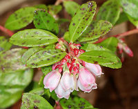 Box Huckleberry - Gaylussacia brachycera This plant bears pinkish white urn-shaped flowers in the early summer, which develop to blue, edible berries in late summer. Box huckleberry is self-sterile, and is found in isolated colonies that reproduce clonally by extending roots. Colonies can be thousands of years old!<br />
<br />
Habitat: Forest edge at Garden in the Woods<br />
https://www.jungledragon.com/image/78736/box_huckleberry_-_gaylussacia_brachycera.html<br />
 Box huckleberry,Gaylussacia brachycera,Geotagged,Spring,United States,box huckleberry,box-leaved whortleberry