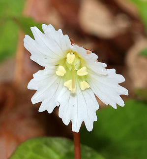 Oconee Bells - Shortia galacifolia This plant is native to the southeastern US, but some populations have become naturalized in Massachusetts.

Habitat: Forest at Garden in the Woods
https://www.jungledragon.com/image/78698/oconee_bells_-_shortia_galacifolia.html
https://www.jungledragon.com/image/78699/oconee_bells_-_shortia_galacifolia.html Geotagged,Oconee bells,Shortia,Shortia galacifolia,Spring,United States,acony bell