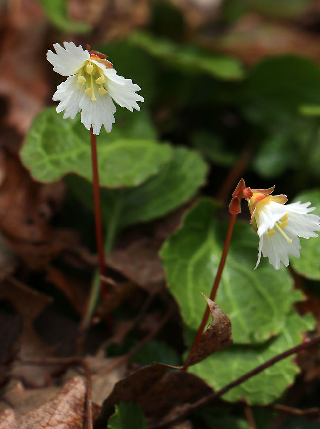 Oconee Bells - Shortia galacifolia This plant is native to the southeastern US, but some populations have become naturalized in Massachusetts.<br />
<br />
Habitat: Forest at Garden in the Woods<br />
<figure class="photo"><a href="https://www.jungledragon.com/image/78696/oconee_bells_-_shortia_galacifolia.html" title="Oconee Bells - Shortia galacifolia"><img src="https://s3.amazonaws.com/media.jungledragon.com/images/3232/78696_thumb.jpg?AWSAccessKeyId=05GMT0V3GWVNE7GGM1R2&Expires=1759968010&Signature=gQ2YcLxWmeUXaHhtA5ApyYNPGBU%3D" width="142" height="152" alt="Oconee Bells - Shortia galacifolia This plant is native to the southeastern US, but some populations have become naturalized in Massachusetts.<br />
<br />
Habitat: Forest at Garden in the Woods<br />
https://www.jungledragon.com/image/78698/oconee_bells_-_shortia_galacifolia.html<br />
https://www.jungledragon.com/image/78699/oconee_bells_-_shortia_galacifolia.html Geotagged,Oconee bells,Shortia,Shortia galacifolia,Spring,United States,acony bell" /></a></figure><br />
<figure class="photo"><a href="https://www.jungledragon.com/image/78699/oconee_bells_-_shortia_galacifolia.html" title="Oconee Bells - Shortia galacifolia"><img src="https://s3.amazonaws.com/media.jungledragon.com/images/3232/78699_thumb.jpg?AWSAccessKeyId=05GMT0V3GWVNE7GGM1R2&Expires=1759968010&Signature=zHcCTQP0YSXNzMqk6ODjzyPGTKM%3D" width="114" height="152" alt="Oconee Bells - Shortia galacifolia This plant is native to the southeastern US, but some populations have become naturalized in Massachusetts.<br />
<br />
Habitat: Forest at Garden in the Woods<br />
https://www.jungledragon.com/image/78696/oconee_bells_-_shortia_galacifolia.html<br />
https://www.jungledragon.com/image/78698/oconee_bells_-_shortia_galacifolia.html Geotagged,Oconee bells,Shortia galacifolia,Spring,United States" /></a></figure> Geotagged,Oconee bells,Shortia galacifolia,Spring,United States