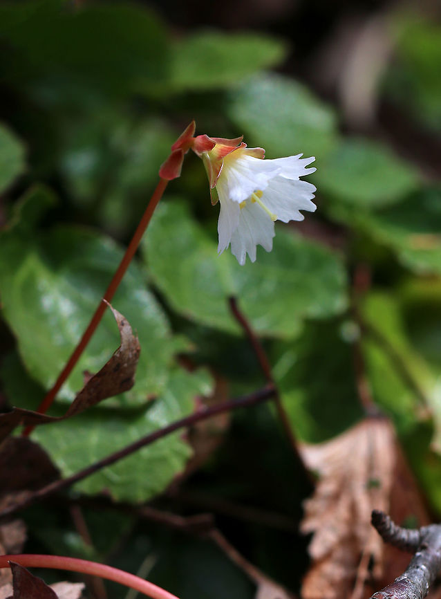 Oconee Bells - Shortia galacifolia This plant is native to the southeastern US, but some populations have become naturalized in Massachusetts.<br />
<br />
Habitat: Forest at Garden in the Woods<br />
<figure class="photo"><a href="https://www.jungledragon.com/image/78696/oconee_bells_-_shortia_galacifolia.html" title="Oconee Bells - Shortia galacifolia"><img src="https://s3.amazonaws.com/media.jungledragon.com/images/3232/78696_thumb.jpg?AWSAccessKeyId=05GMT0V3GWVNE7GGM1R2&Expires=1759968010&Signature=gQ2YcLxWmeUXaHhtA5ApyYNPGBU%3D" width="142" height="152" alt="Oconee Bells - Shortia galacifolia This plant is native to the southeastern US, but some populations have become naturalized in Massachusetts.<br />
<br />
Habitat: Forest at Garden in the Woods<br />
https://www.jungledragon.com/image/78698/oconee_bells_-_shortia_galacifolia.html<br />
https://www.jungledragon.com/image/78699/oconee_bells_-_shortia_galacifolia.html Geotagged,Oconee bells,Shortia,Shortia galacifolia,Spring,United States,acony bell" /></a></figure><br />
<figure class="photo"><a href="https://www.jungledragon.com/image/78698/oconee_bells_-_shortia_galacifolia.html" title="Oconee Bells - Shortia galacifolia"><img src="https://s3.amazonaws.com/media.jungledragon.com/images/3232/78698_thumb.jpg?AWSAccessKeyId=05GMT0V3GWVNE7GGM1R2&Expires=1759968010&Signature=lGtB0%2BCi17FwcKzG0VSyVSVR4WA%3D" width="114" height="152" alt="Oconee Bells - Shortia galacifolia This plant is native to the southeastern US, but some populations have become naturalized in Massachusetts.<br />
<br />
Habitat: Forest at Garden in the Woods<br />
https://www.jungledragon.com/image/78696/oconee_bells_-_shortia_galacifolia.html<br />
https://www.jungledragon.com/image/78699/oconee_bells_-_shortia_galacifolia.html Geotagged,Oconee bells,Shortia galacifolia,Spring,United States" /></a></figure> Geotagged,Oconee bells,Shortia galacifolia,Spring,United States