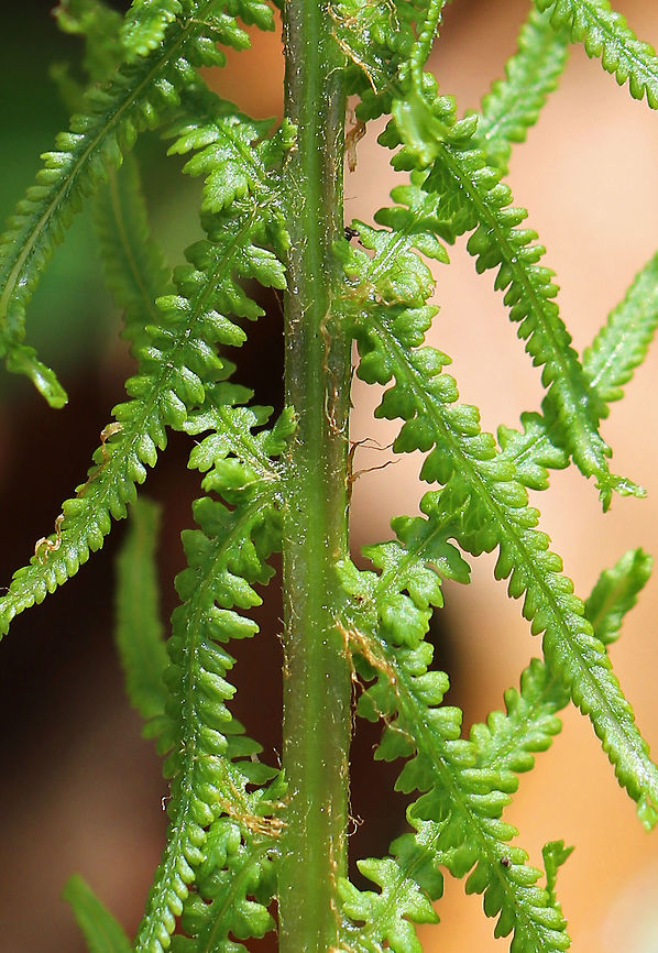 Lady Fern - Athyrium filix-femina The common name refers to the way its reproductive structures (sori) are concealed in an inconspicuous (deemed &quot;female&quot;) &ndash; manner on the frond.<br />
<br />
Habitat: Shady forest<br />
<figure class="photo"><a href="https://www.jungledragon.com/image/78715/lady_fern_-_athyrium_filix-femina.html" title="Lady Fern - Athyrium filix-femina"><img src="https://s3.amazonaws.com/media.jungledragon.com/images/3232/78715_thumb.jpg?AWSAccessKeyId=05GMT0V3GWVNE7GGM1R2&Expires=1759968010&Signature=5Yl8ib1l01khnwKQvGBkiYE5uLY%3D" width="104" height="152" alt="Lady Fern - Athyrium filix-femina The common name refers to the way its reproductive structures (sori) are concealed in an inconspicuous (deemed &quot;female&quot;) &ndash; manner on the frond.<br />
<br />
Habitat: Shady forest<br />
<br />
https://www.jungledragon.com/image/78714/lady_fern_-_athyrium_filix-femina.html Athyrium filix-femina,Geotagged,Lady Fern,Spring,United States" /></a></figure> Athyrium filix-femina,Geotagged,Lady Fern,Spring,United States,fern