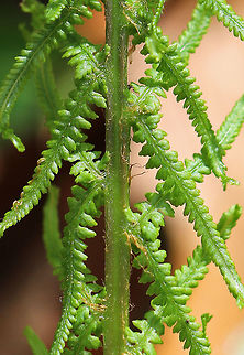 Lady Fern - Athyrium filix-femina The common name refers to the way its reproductive structures (sori) are concealed in an inconspicuous (deemed "female") &ndash; manner on the frond.

Habitat: Shady forest
https://www.jungledragon.com/image/78715/lady_fern_-_athyrium_filix-femina.html Athyrium filix-femina,Geotagged,Lady Fern,Spring,United States,fern