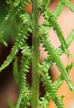 Lady Fern - Athyrium filix-femina The common name refers to the way its reproductive structures (sori) are concealed in an inconspicuous (deemed "female") – manner on the frond.<br />
<br />
Habitat: Shady forest<br />
https://www.jungledragon.com/image/78715/lady_fern_-_athyrium_filix-femina.html Athyrium filix-femina,Geotagged,Lady Fern,Spring,United States,fern