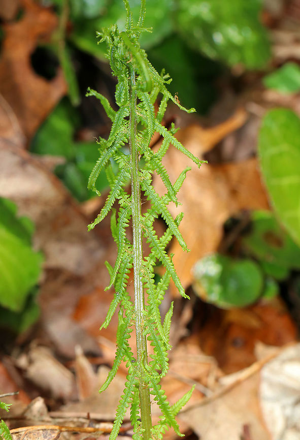 Lady Fern - Athyrium filix-femina The common name refers to the way its reproductive structures (sori) are concealed in an inconspicuous (deemed &quot;female&quot;) &ndash; manner on the frond.<br />
<br />
Habitat: Shady forest<br />
<br />
<figure class="photo"><a href="https://www.jungledragon.com/image/78714/lady_fern_-_athyrium_filix-femina.html" title="Lady Fern - Athyrium filix-femina"><img src="https://s3.amazonaws.com/media.jungledragon.com/images/3232/78714_thumb.jpg?AWSAccessKeyId=05GMT0V3GWVNE7GGM1R2&Expires=1759968010&Signature=NEvuC7%2FvkclOl3CMpr%2BmwM2VZiY%3D" width="106" height="152" alt="Lady Fern - Athyrium filix-femina The common name refers to the way its reproductive structures (sori) are concealed in an inconspicuous (deemed &quot;female&quot;) &ndash; manner on the frond.<br />
<br />
Habitat: Shady forest<br />
https://www.jungledragon.com/image/78715/lady_fern_-_athyrium_filix-femina.html Athyrium filix-femina,Geotagged,Lady Fern,Spring,United States,fern" /></a></figure> Athyrium filix-femina,Geotagged,Lady Fern,Spring,United States