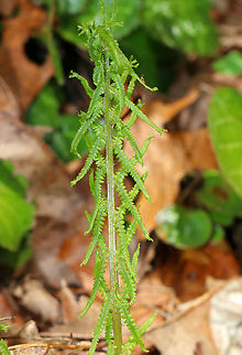 Lady Fern - Athyrium filix-femina The common name refers to the way its reproductive structures (sori) are concealed in an inconspicuous (deemed "female") &ndash; manner on the frond.

Habitat: Shady forest

https://www.jungledragon.com/image/78714/lady_fern_-_athyrium_filix-femina.html Athyrium filix-femina,Geotagged,Lady Fern,Spring,United States