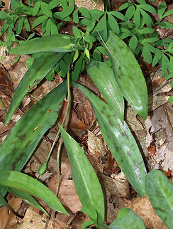 Adder's Tongue  - Erythronium albidum Mottled, dark green leaves and a single, white, lily-like flower. Native to eastern North America.

Habitat: Shady forest Erythronium albidum,Geotagged,Spring,United States,adder's tongue,deer tongue,dog's-tooth violet,erythronium albidum,serpent's tongue,trout lily,yellow snowdrop