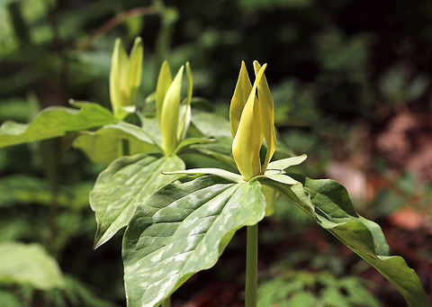 Yellow Wakerobin - Trillium luteum Yellow trillium typically flowers in April and May. Its twisted yellow petals distinguish it with a lemony fragrance.

Habitat: Garden in the Woods Geotagged,Spring,Trillium luteum,United States,Yellow trillium,yellow wakerobin