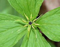 True Lover's Knot - Paris quadrifolia Paris quadrifolia has solitary flowers with very narrow, green, filiform petals and a round purple ovary in the center. The flower is located above a single whorl of four stem leaves. Each plant produces one blueberry-like berry, which is poisonous, as are other parts of the plant. Poisonings are rare though because the berries taste disgusting. <br />
<br />
Habitat: Forest at Garden in the Woods<br />
https://www.jungledragon.com/image/78720/true_lovers_knot_-_paris_quadrifolia.html<br />
https://www.jungledragon.com/image/78719/true_lovers_knot_-_paris_quadrifolia.html Geotagged,Paris quadrifolia,Spring,United States,herb-paris,paris,true lover's knot