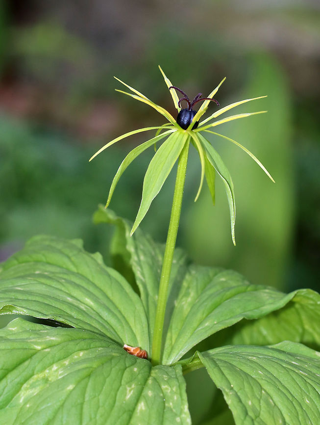True Lover's Knot - Paris quadrifolia Paris quadrifolia has solitary flowers with very narrow, green, filiform petals and a round purple ovary in the center. The flower is located above a single whorl of four stem leaves. Each plant produces one blueberry-like berry, which is poisonous, as are other parts of the plant. Poisonings are rare though because the berries taste disgusting. <br />
<br />
Habitat: Forest at Garden in the Woods<br />
<figure class="photo"><a href="https://www.jungledragon.com/image/78718/true_lovers_knot_-_paris_quadrifolia.html" title="True Lover's Knot - Paris quadrifolia"><img src="https://s3.amazonaws.com/media.jungledragon.com/images/3232/78718_thumb.jpg?AWSAccessKeyId=05GMT0V3GWVNE7GGM1R2&Expires=1770854410&Signature=ZIZykW0C2TlWFZc2a0jrLUMBruc%3D" width="200" height="158" alt="True Lover's Knot - Paris quadrifolia Paris quadrifolia has solitary flowers with very narrow, green, filiform petals and a round purple ovary in the center. The flower is located above a single whorl of four stem leaves. Each plant produces one blueberry-like berry, which is poisonous, as are other parts of the plant. Poisonings are rare though because the berries taste disgusting. <br />
<br />
Habitat: Forest at Garden in the Woods<br />
https://www.jungledragon.com/image/78720/true_lovers_knot_-_paris_quadrifolia.html<br />
https://www.jungledragon.com/image/78719/true_lovers_knot_-_paris_quadrifolia.html Geotagged,Paris quadrifolia,Spring,United States,herb-paris,paris,true lover's knot" /></a></figure><br />
<figure class="photo"><a href="https://www.jungledragon.com/image/78720/true_lovers_knot_-_paris_quadrifolia.html" title="True Lover's Knot - Paris quadrifolia"><img src="https://s3.amazonaws.com/media.jungledragon.com/images/3232/78720_thumb.jpg?AWSAccessKeyId=05GMT0V3GWVNE7GGM1R2&Expires=1770854410&Signature=HpxcwqKRHP4ltr2KnirIaf226oo%3D" width="110" height="152" alt="True Lover's Knot - Paris quadrifolia Paris quadrifolia has solitary flowers with very narrow, green, filiform petals and a round purple ovary in the center. The flower is located above a single whorl of four stem leaves. Each plant produces one blueberry-like berry, which is poisonous, as are other parts of the plant. Poisonings are rare though because the berries taste disgusting. <br />
<br />
Habitat: Forest at Garden in the Woods<br />
https://www.jungledragon.com/image/78718/true_lovers_knot_-_paris_quadrifolia.html<br />
https://www.jungledragon.com/image/78719/true_lovers_knot_-_paris_quadrifolia.html Geotagged,Paris quadrifolia,Spring,United States" /></a></figure> Geotagged,Paris quadrifolia,Spring,United States