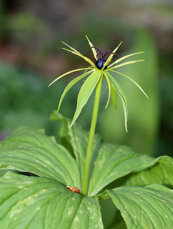 True Lover's Knot - Paris quadrifolia Paris quadrifolia has solitary flowers with very narrow, green, filiform petals and a round purple ovary in the center. The flower is located above a single whorl of four stem leaves. Each plant produces one blueberry-like berry, which is poisonous, as are other parts of the plant. Poisonings are rare though because the berries taste disgusting. 

Habitat: Forest at Garden in the Woods
https://www.jungledragon.com/image/78718/true_lovers_knot_-_paris_quadrifolia.html
https://www.jungledragon.com/image/78720/true_lovers_knot_-_paris_quadrifolia.html Geotagged,Paris quadrifolia,Spring,United States