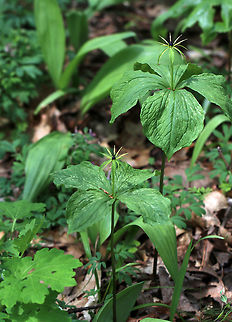 True Lover's Knot - Paris quadrifolia Paris quadrifolia has solitary flowers with very narrow, green, filiform petals and a round purple ovary in the center. The flower is located above a single whorl of four stem leaves. Each plant produces one blueberry-like berry, which is poisonous, as are other parts of the plant. Poisonings are rare though because the berries taste disgusting. 

Habitat: Forest at Garden in the Woods
https://www.jungledragon.com/image/78718/true_lovers_knot_-_paris_quadrifolia.html
https://www.jungledragon.com/image/78719/true_lovers_knot_-_paris_quadrifolia.html Geotagged,Paris quadrifolia,Spring,United States