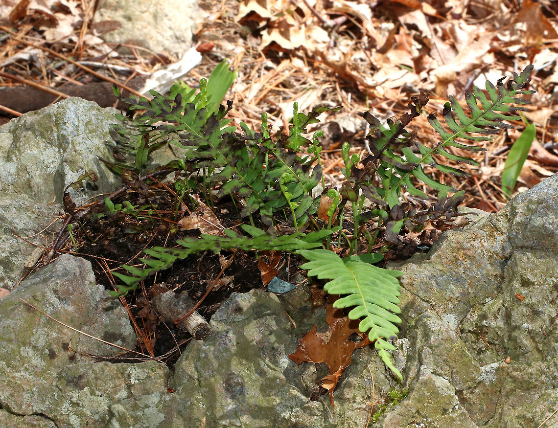 Rock Polypody - Polypodium virginianum This fern grows on rocks and doesn't need well-developed soil! It's fairly common and native to eastern North America.<br />
<br />
Habitat: Growing on rocks in a wet forest<br />
 Geotagged,Polypodium virginianum,Rock Polypody,Spring,United States,common polypody,fern,rock cap fern,rock polypody