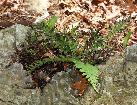 Rock Polypody - Polypodium virginianum This fern grows on rocks and doesn't need well-developed soil! It's fairly common and native to eastern North America.

Habitat: Growing on rocks in a wet forest
 Geotagged,Polypodium virginianum,Rock Polypody,Spring,United States,common polypody,fern,rock cap fern,rock polypody
