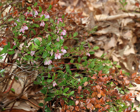 Box Huckleberry - Gaylussacia brachycera This plant bears pinkish white urn-shaped flowers in the early summer, which develop to blue, edible berries in late summer. Box huckleberry is self-sterile, and is found in isolated colonies that reproduce clonally by extending roots. Colonies can be thousands of years old!

Habitat: Forest edge at Garden in the Woods
https://www.jungledragon.com/image/78694/box_huckleberry_-_gaylussacia_brachycera.html Box huckleberry,Gaylussacia brachycera,Geotagged,Spring,United States