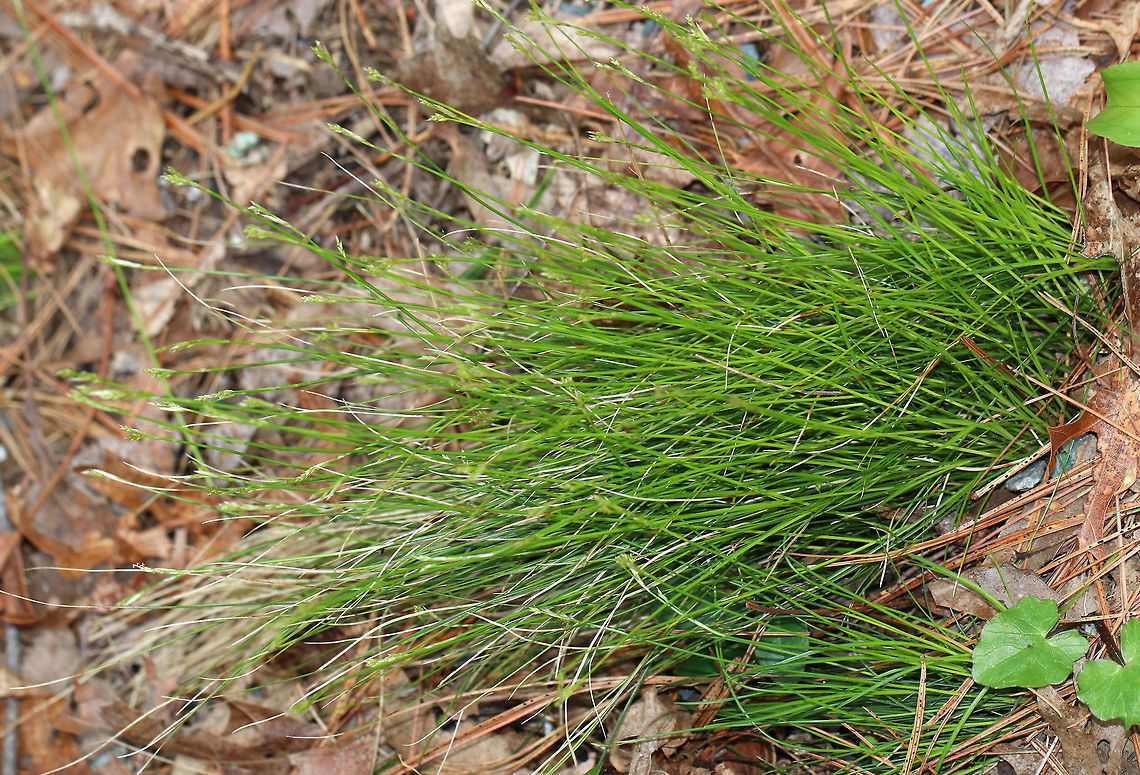 Bristle-leaved Sedge - Carex eburnea Slender, clump-forming sedge native to North America.<br />
<br />
Habitat: Mixed forest<br />
<figure class="photo"><a href="https://www.jungledragon.com/image/78738/bristle-leaved_sedge_-_carex_eburnea.html" title="Bristle-leaved Sedge - Carex eburnea"><img src="https://s3.amazonaws.com/media.jungledragon.com/images/3232/78738_thumb.jpg?AWSAccessKeyId=05GMT0V3GWVNE7GGM1R2&Expires=1769040010&Signature=j%2BP%2BzhJk3Q4iFwtEi8a2Ubh9jq8%3D" width="120" height="152" alt="Bristle-leaved Sedge - Carex eburnea Slender, clump-forming sedge native to North America.<br />
<br />
Habitat: Mixed forest<br />
https://www.jungledragon.com/image/78737/bristle-leaved_sedge_-_carex_eburnea.html Carex eburnea,Geotagged,Spring,United States" /></a></figure> Carex eburnea,Geotagged,Spring,United States,bristle-leaved sedge,bristleleaf,carex,ebony sedge,ivory sedge,sedge