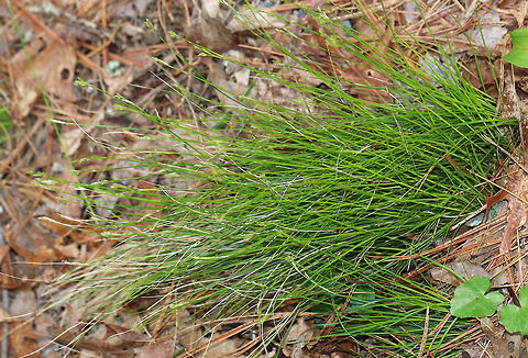 Bristle-leaved Sedge - Carex eburnea Slender, clump-forming sedge native to North America.
Habitat: Mixed forest
https://www.jungledragon.com/image/78738/bristle-leaved_sedge_-_carex_eburnea.html Carex eburnea,Geotagged,Spring,United States,bristle-leaved sedge,bristleleaf,carex,ebony sedge,ivory sedge,sedge