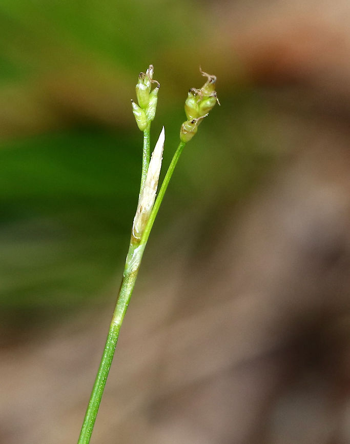 Bristle-leaved Sedge - Carex eburnea Slender, clump-forming sedge native to North America.<br />
<br />
Habitat: Mixed forest<br />
<figure class="photo"><a href="https://www.jungledragon.com/image/78737/bristle-leaved_sedge_-_carex_eburnea.html" title="Bristle-leaved Sedge - Carex eburnea"><img src="https://s3.amazonaws.com/media.jungledragon.com/images/3232/78737_thumb.jpg?AWSAccessKeyId=05GMT0V3GWVNE7GGM1R2&Expires=1769040010&Signature=L5vyWNBelOvz3hKS8JOb3S08iJU%3D" width="200" height="136" alt="Bristle-leaved Sedge - Carex eburnea Slender, clump-forming sedge native to North America.<br />
<br />
Habitat: Mixed forest<br />
https://www.jungledragon.com/image/78738/bristle-leaved_sedge_-_carex_eburnea.html Carex eburnea,Geotagged,Spring,United States,bristle-leaved sedge,bristleleaf,carex,ebony sedge,ivory sedge,sedge" /></a></figure> Carex eburnea,Geotagged,Spring,United States
