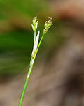 Bristle-leaved Sedge - Carex eburnea Slender, clump-forming sedge native to North America.<br />
<br />
Habitat: Mixed forest<br />
https://www.jungledragon.com/image/78737/bristle-leaved_sedge_-_carex_eburnea.html Carex eburnea,Geotagged,Spring,United States