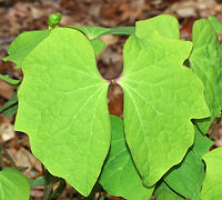 Rheumatism Root - Jeffersonia diphylla One of its common names, twinleaf, suggest  that the plant has two leaves, but there are actually more. Each leaf is divided into two nearly separate leaflets. I was too early to see the flowers, but each plant produces a single white flower.  This plant is native to eastern North America and is rare - it's protected as threatened or endangered in several states.<br />
<br />
Native Americans used the root of this plant to make tea for many illnesses. It was also used externally as a wash for rheumatism, sores, and ulcers. But, the plant is probably toxic, so it should be avoided.<br />
<br />
Habitat: Forest at Garden in the Woods<br />
https://www.jungledragon.com/image/78740/rheumatism_root_-_jeffersonia_diphylla.html Geotagged,Jeffersonia diphylla,Spring,Twinleaf,United States,rheumatism root