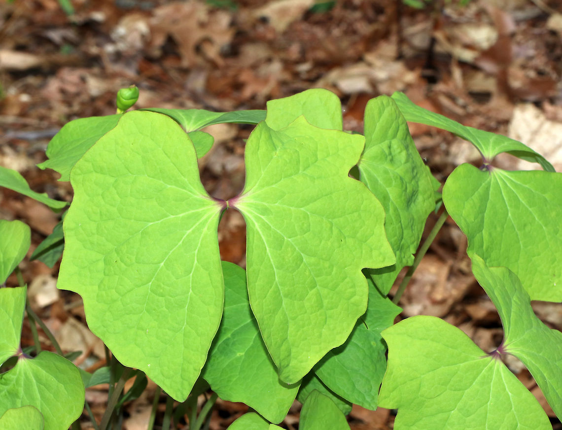 Rheumatism Root - Jeffersonia diphylla One of its common names, twinleaf, suggest that the plant has two leaves, but there are actually more. Each leaf is divided into two nearly separate leaflets. I was too early to see the flowers, but each plant produces a single white flower. This plant is native to eastern North America and is rare - it's protected as threatened or endangered in several states.<br />
<br />
Native Americans used the root of this plant to make tea for many illnesses. It was also used externally as a wash for rheumatism, sores, and ulcers. But, the plant is probably toxic, so it should be avoided.<br />
<br />
Habitat: Forest at Garden in the Woods<br />
<figure class="photo"><a href="https://www.jungledragon.com/image/78739/rheumatism_root_-_jeffersonia_diphylla.html" title="Rheumatism Root - Jeffersonia diphylla"><img src="https://s3.amazonaws.com/media.jungledragon.com/images/3232/78739_thumb.jpg?AWSAccessKeyId=05GMT0V3GWVNE7GGM1R2&Expires=1763596810&Signature=a6uf%2FitPV5N8PT5IxPGEldLGpDc%3D" width="200" height="182" alt="Rheumatism Root - Jeffersonia diphylla One of its common names, twinleaf, suggest that the plant has two leaves, but there are actually more. Each leaf is divided into two nearly separate leaflets. I was too early to see the flowers, but each plant produces a single white flower. This plant is native to eastern North America and is rare - it's protected as threatened or endangered in several states.<br />
<br />
Native Americans used the root of this plant to make tea for many illnesses. It was also used externally as a wash for rheumatism, sores, and ulcers. But, the plant is probably toxic, so it should be avoided.<br />
<br />
Habitat: Forest at Garden in the Woods<br />
https://www.jungledragon.com/image/78740/rheumatism_root_-_jeffersonia_diphylla.html Geotagged,Jeffersonia diphylla,Spring,Twinleaf,United States,rheumatism root" /></a></figure> Geotagged,Jeffersonia diphylla,Spring,Twinleaf,United States