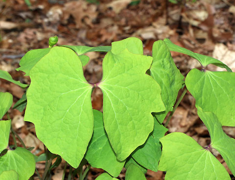 Rheumatism Root - Jeffersonia diphylla One of its common names, twinleaf, suggest that the plant has two leaves, but there are actually more. Each leaf is divided into two nearly separate leaflets. I was too early to see the flowers, but each plant produces a single white flower. This plant is native to eastern North America and is rare - it's protected as threatened or endangered in several states.

Native Americans used the root of this plant to make tea for many illnesses. It was also used externally as a wash for rheumatism, sores, and ulcers. But, the plant is probably toxic, so it should be avoided.

Habitat: Forest at Garden in the Woods
https://www.jungledragon.com/image/78739/rheumatism_root_-_jeffersonia_diphylla.html Geotagged,Jeffersonia diphylla,Spring,Twinleaf,United States