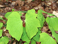 Rheumatism Root - Jeffersonia diphylla One of its common names, twinleaf, suggest that the plant has two leaves, but there are actually more. Each leaf is divided into two nearly separate leaflets. I was too early to see the flowers, but each plant produces a single white flower. This plant is native to eastern North America and is rare - it's protected as threatened or endangered in several states.<br />
<br />
Native Americans used the root of this plant to make tea for many illnesses. It was also used externally as a wash for rheumatism, sores, and ulcers. But, the plant is probably toxic, so it should be avoided.<br />
<br />
Habitat: Forest at Garden in the Woods<br />
https://www.jungledragon.com/image/78739/rheumatism_root_-_jeffersonia_diphylla.html Geotagged,Jeffersonia diphylla,Spring,Twinleaf,United States