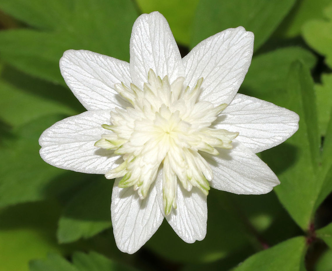 Smell Fox - Anemone nemorosa 'vestal' In this cultivar, the petals are covered by a dome-shaped center of narrow staminodes. The plants spread by rhizomes. <br />
<br />
*The common name &#039;smell fox&#039; comes from the musky scent of the leaves.<br />
<br />
Habitat: Forest at Garden in the Woods Anemone nemorosa,Anemone nemorosa 'vestal',Anemone nemorosa vestal,Geotagged,Spring,United States,Wood anemone,cultivar vestal,smell fox,thimbleweed,windflower